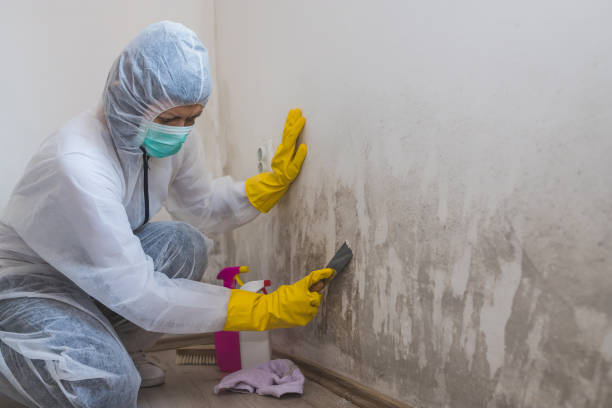 Mold Testing and Removal in Gaithersburg, MD