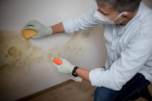 Trusted Gaithersburg, MD Mold Removal Experts