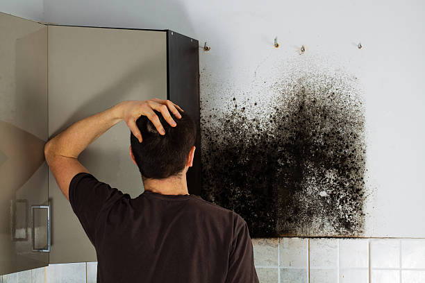 Best Mold Cleaning Services  in Gaithersburg, MD