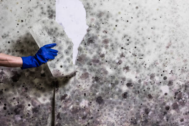 Best Certified Mold Removal  in Gaithersburg, MD