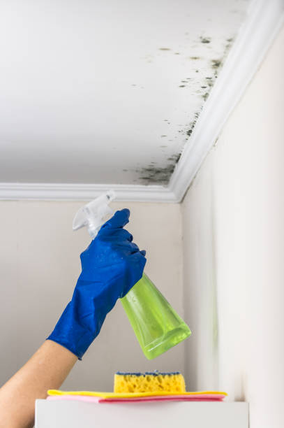Best Affordable Mold Removal  in Gaithersburg, MD