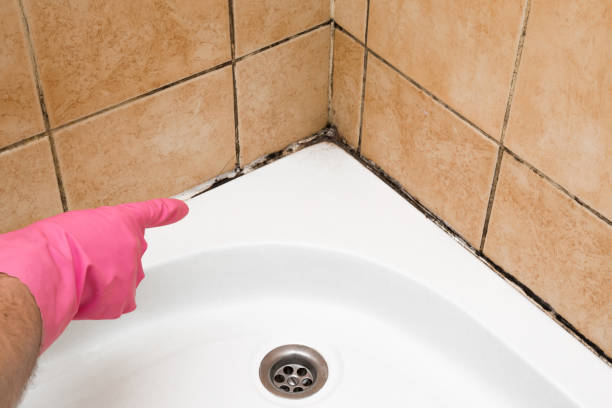 Best Professional Mold Removal  in Gaithersburg, MD